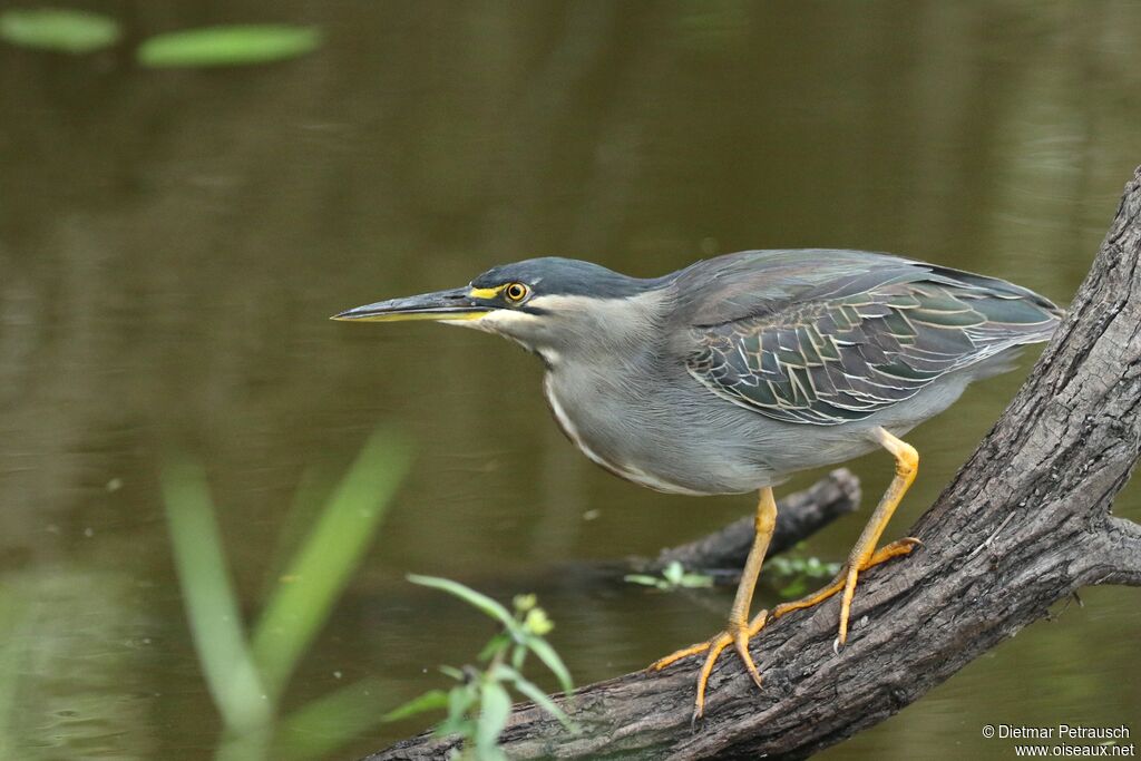 Striated Heronadult