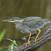 Striated Heron