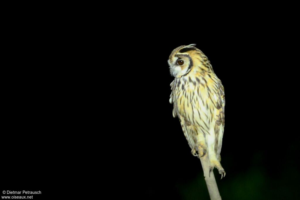 Hibou striéadulte