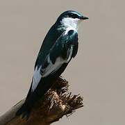 White-winged Swallow