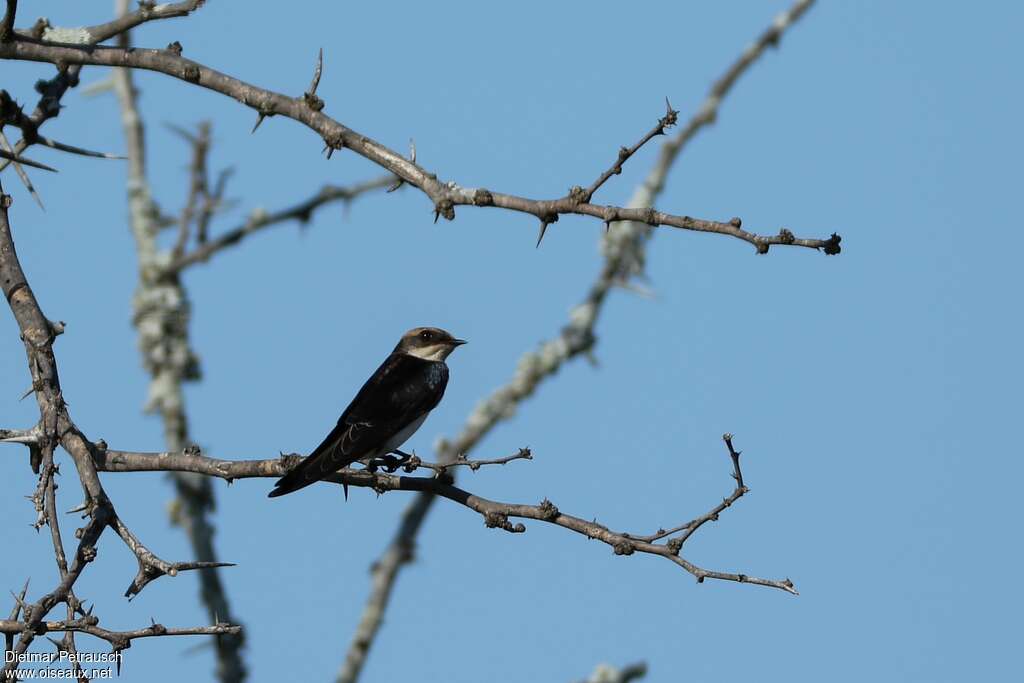 Grey-rumped Swallowadult, identification