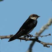 Grey-rumped Swallow