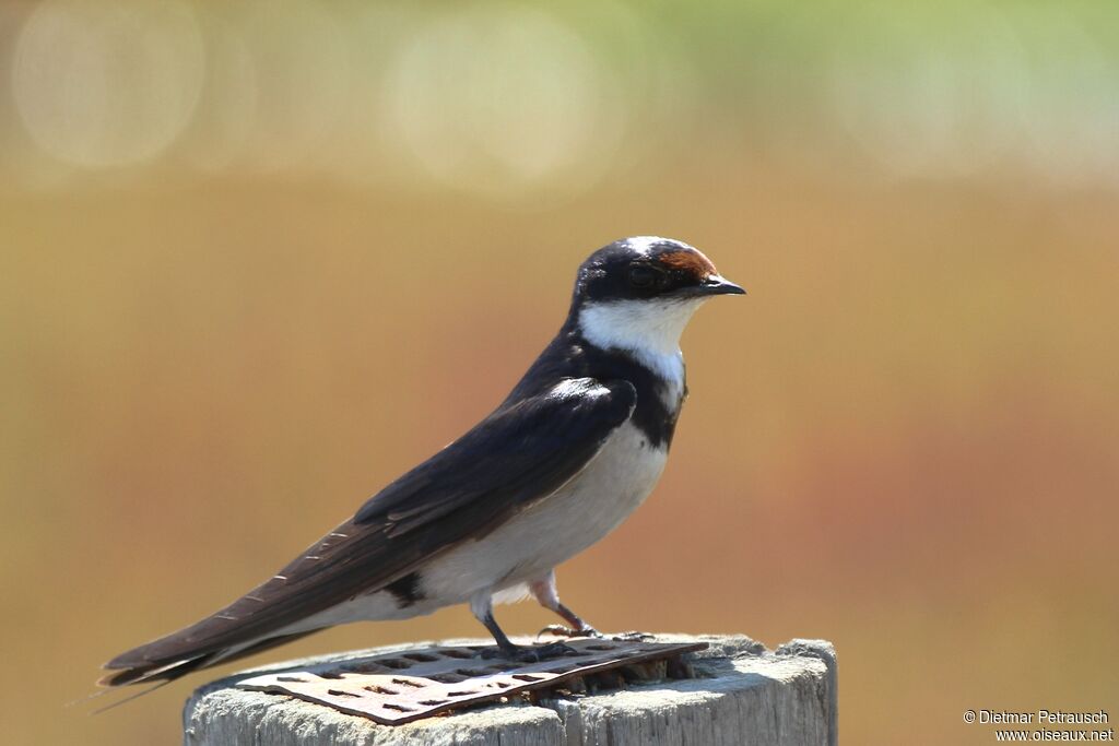 Hirondelle à gorge blancheadulte