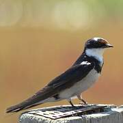 White-throated Swallow