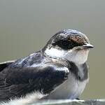 Hirondelle à gorge blanche