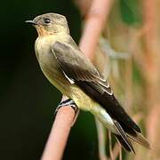 Southern Rough-winged Swallow