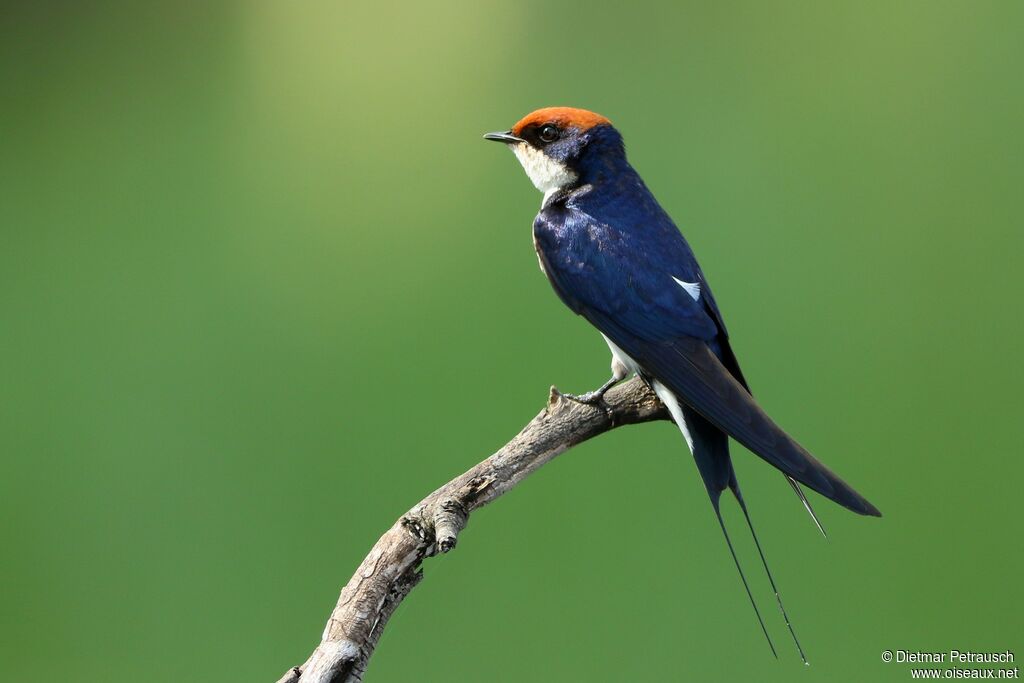 Hirondelle à longs brinsadulte