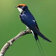 Wire-tailed Swallow