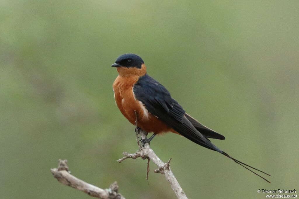 Hirondelle à ventre rouxadulte