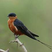 Red-breasted Swallow