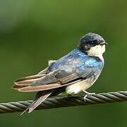 Blue-and-white Swallow