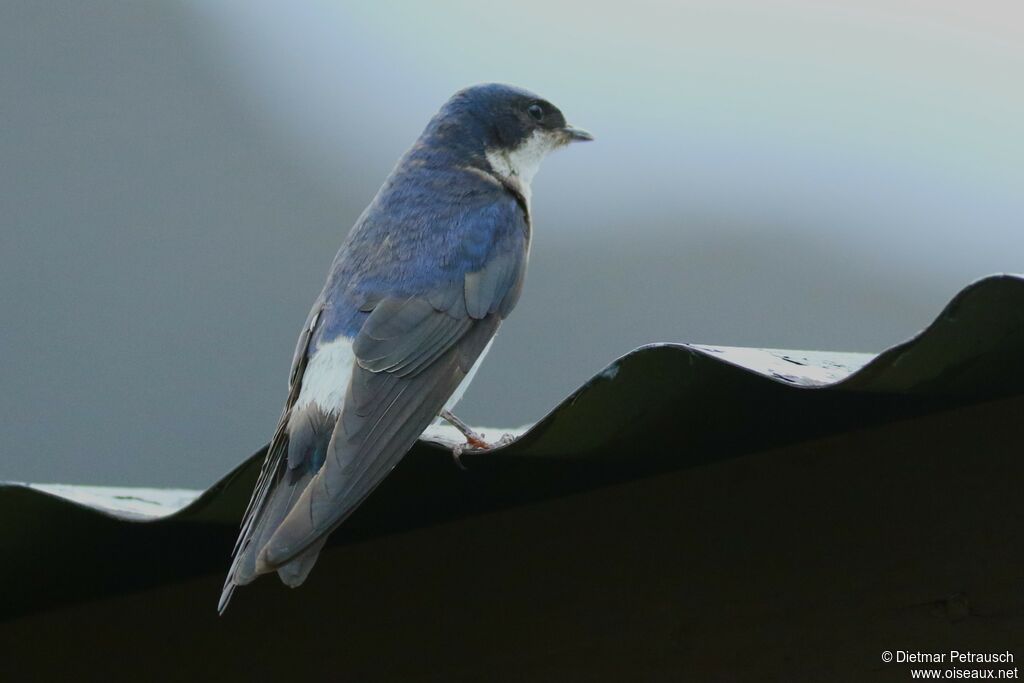 Chilean Swallowadult