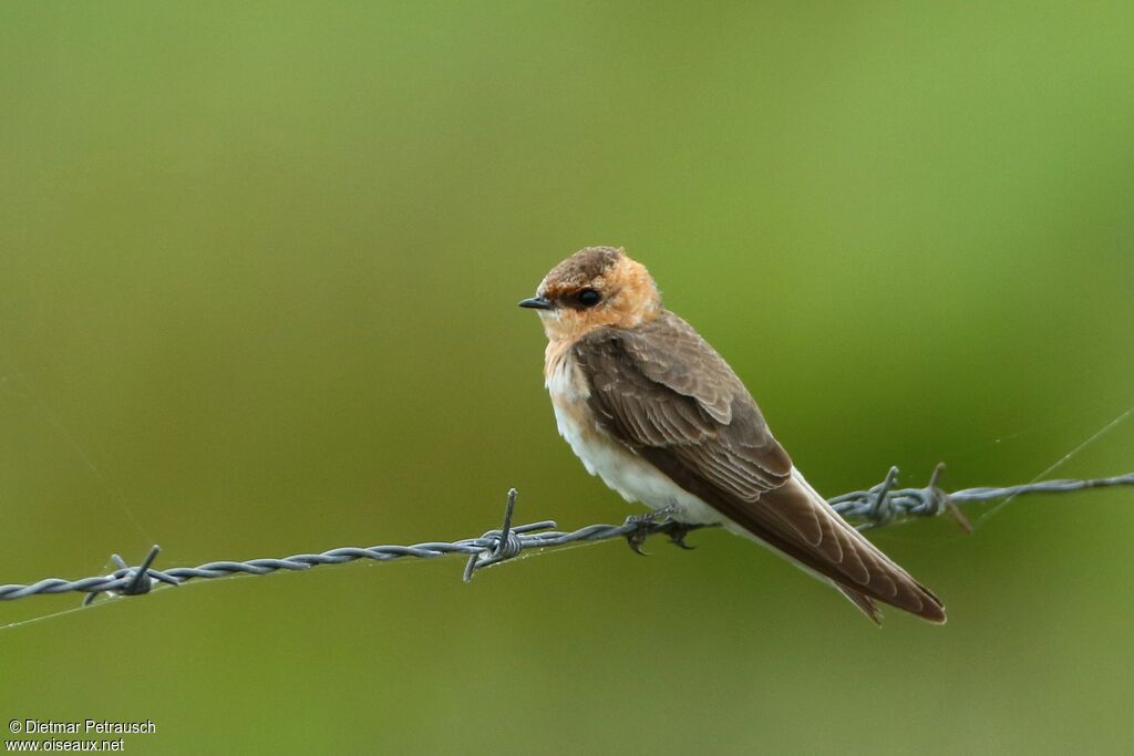 Hirondelle fardéeadulte