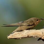 Hirondelle isabelline