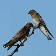 Brown-throated Martin