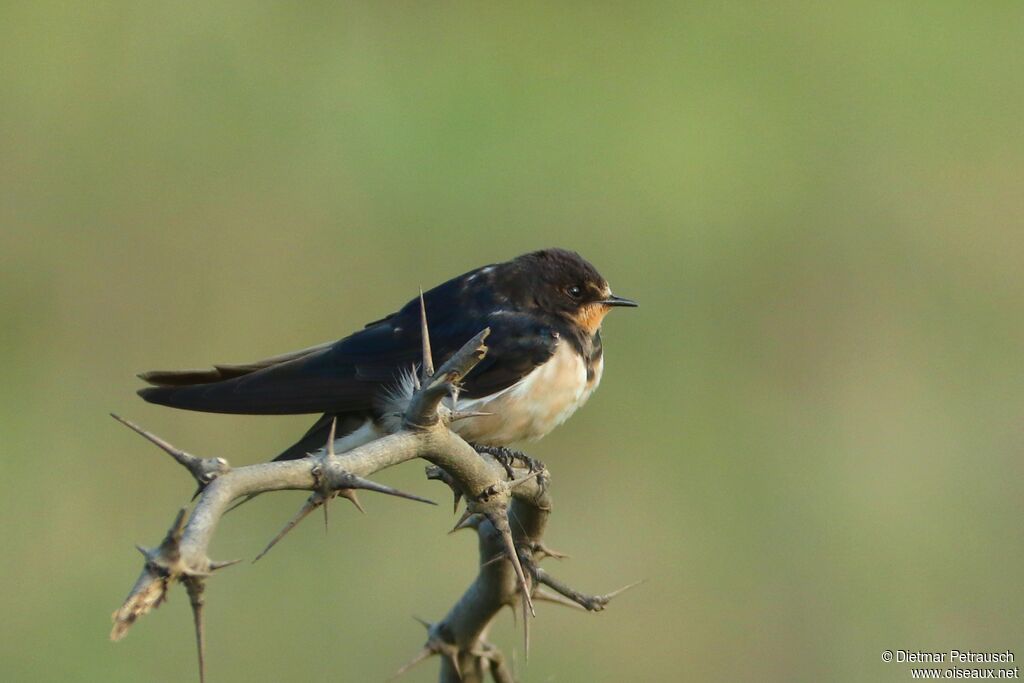 Hirondelle rustiqueadulte