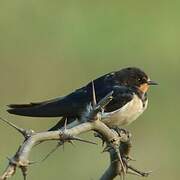 Barn Swallow