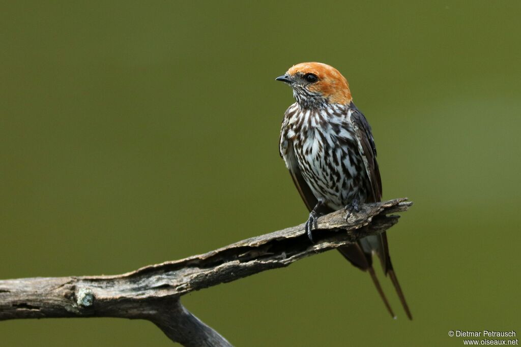 Lesser Striped Swallowadult