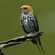 Lesser Striped Swallow