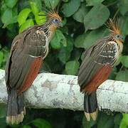 Hoatzin