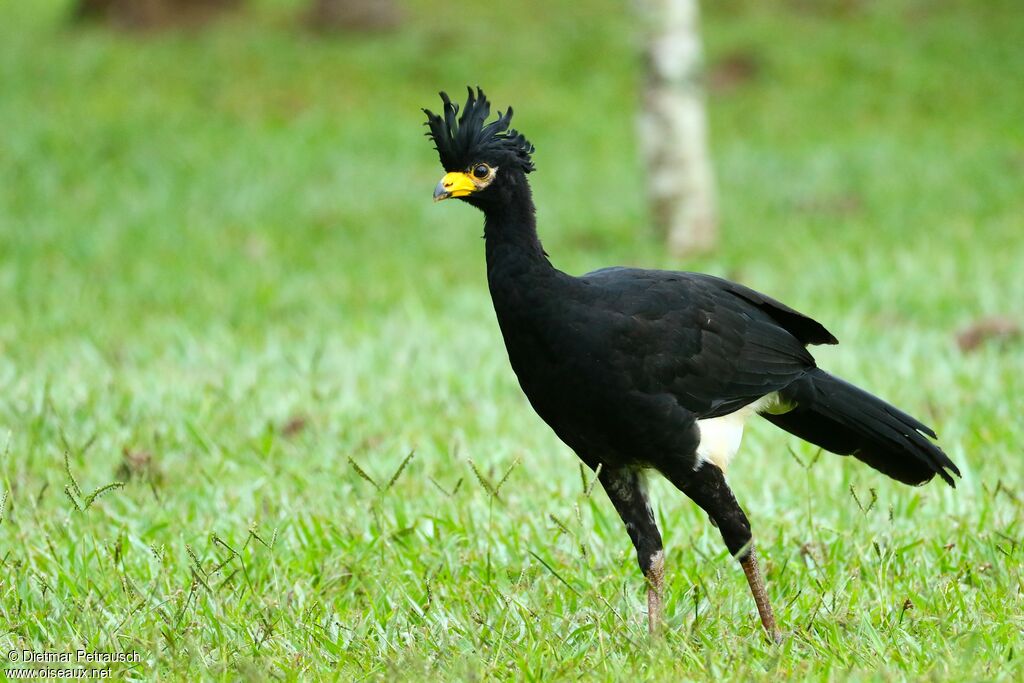 Bare-faced Curassow male subadult