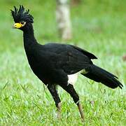 Bare-faced Curassow