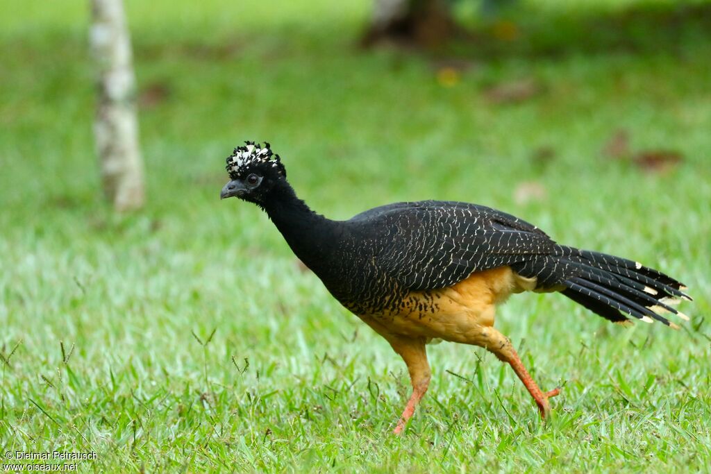 Bare-faced Curassow female adult