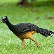 Bare-faced Curassow