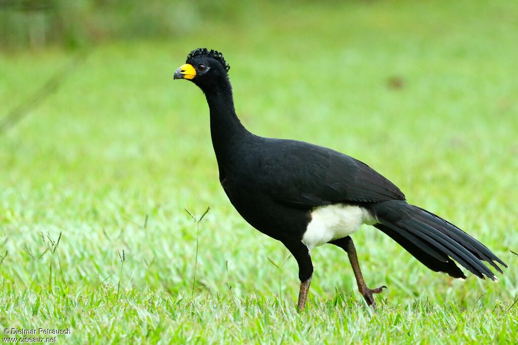 Bare-faced Curassow male adult