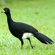 Bare-faced Curassow