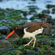 American Oystercatcher