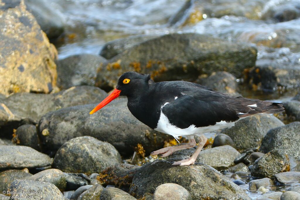 Magellanic Oystercatcheradult