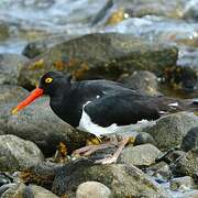 Magellanic Oystercatcher