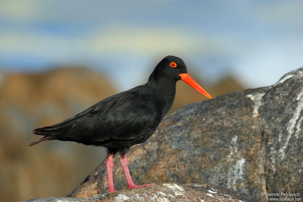 African Oystercatcheradult