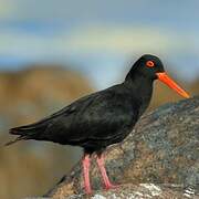 African Oystercatcher