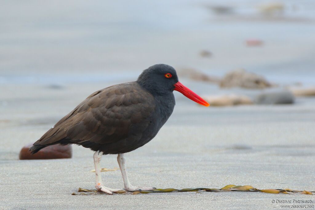 Blackish Oystercatcheradult, identification