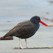 Blackish Oystercatcher