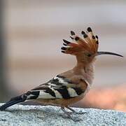 African Hoopoe