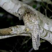 Common Potoo