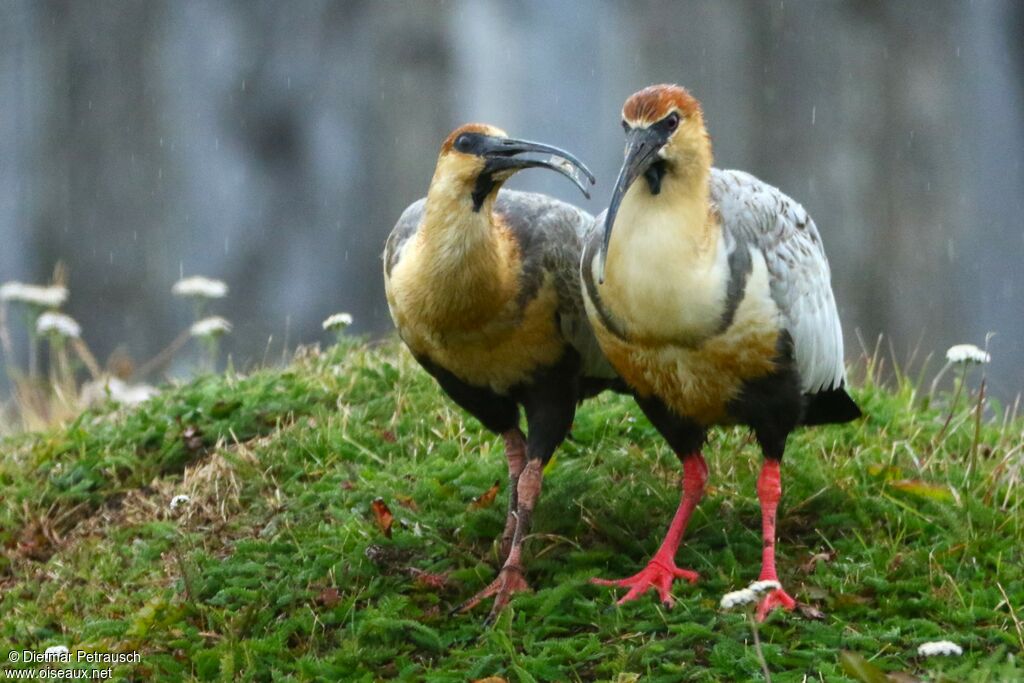 Black-faced Ibis