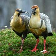 Black-faced Ibis