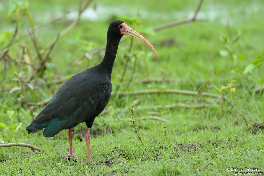 Ibis à face nueadulte