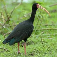 Ibis à face nue