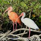 Ibis blanc