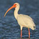 Ibis blanc