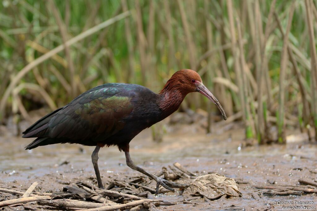 Ibis de Ridgway mâle adulte nuptial