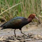 Puna Ibis