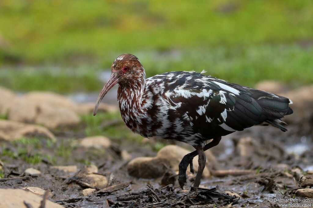 Puna Ibisadult, identification, pigmentation