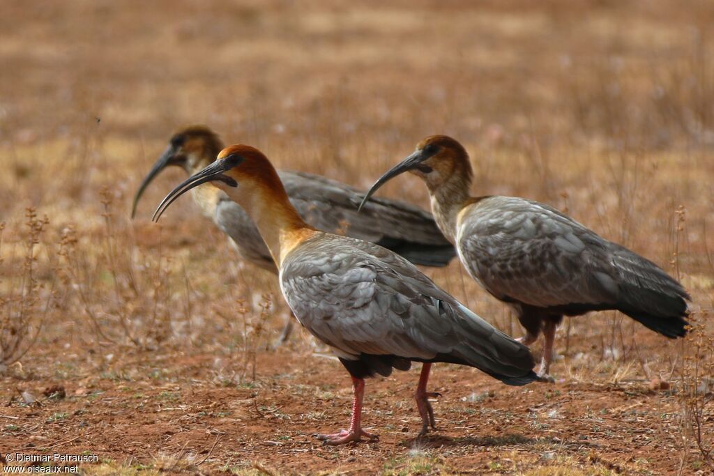 Andean Ibis