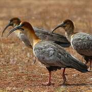 Andean Ibis